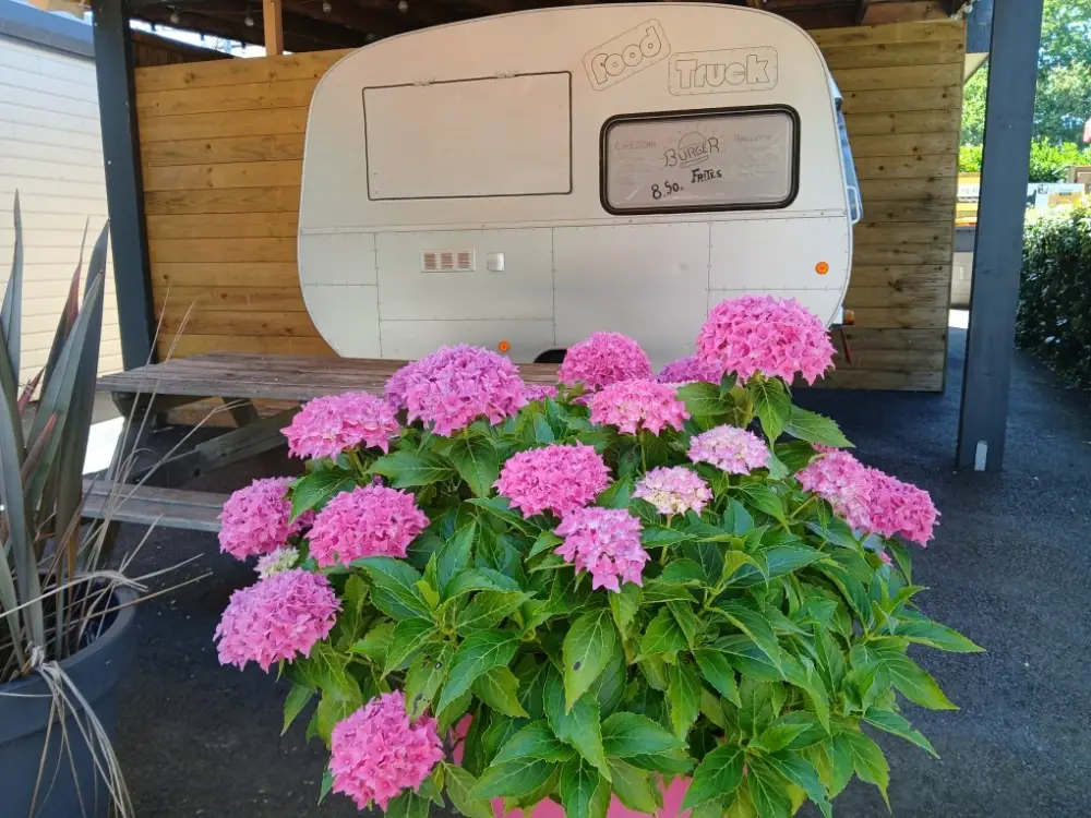 Un grand buisson d'hortensias aux fleurs rose vif occupe le premier plan. En arrière-plan, sous une structure couverte en bois, se trouve une caravane rétro blanche transformée en "Food Truck". Une inscription sur sa vitre indique un menu "Burger Frites" à 8,50 €, et une table de pique-nique en bois est installée à sa gauche.