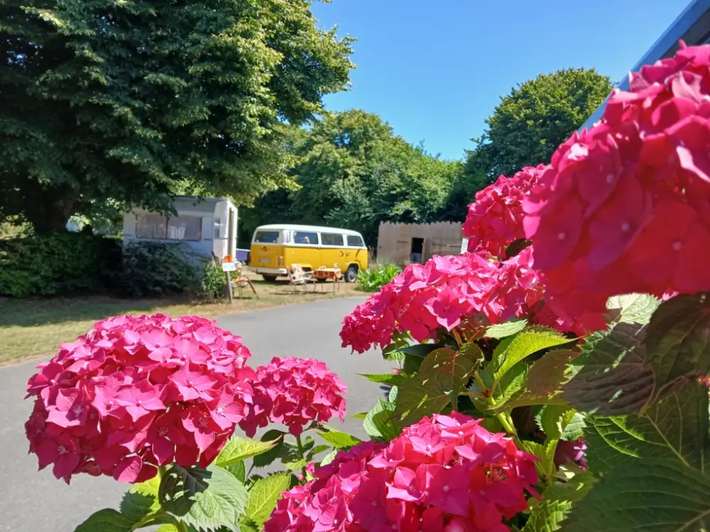 De grosses fleurs d'hortensias rose vif encadrent le premier plan à droite et en bas à gauche. En arrière-plan, une allée de camping asphaltée mène vers un combi Volkswagen jaune et blanc garé à l'ombre de grands arbres, à côté d'une petite caravane blanche rétro et d'une cabane en bois sous un ciel bleu dégagé.