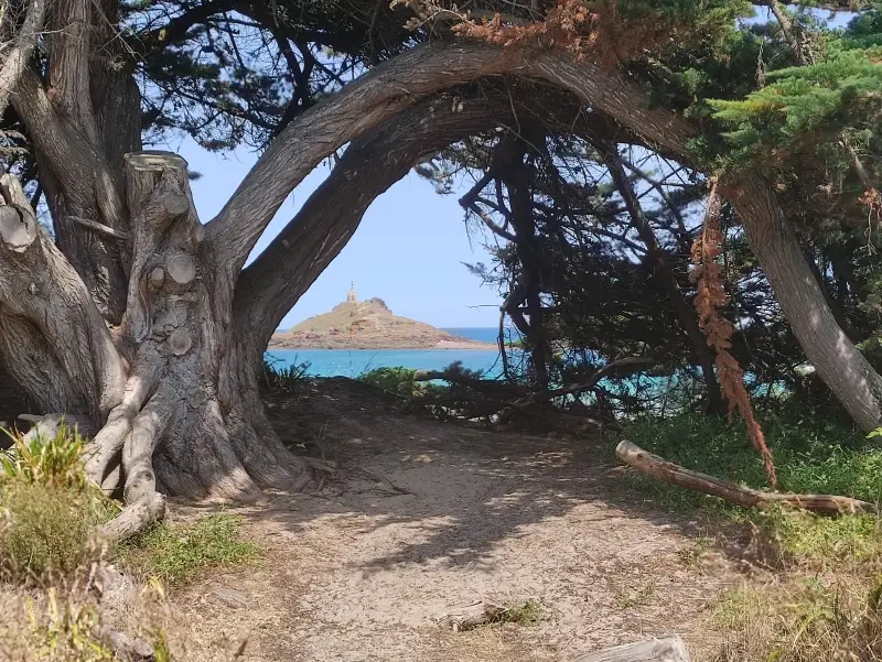 Vue sur l'îlot Saint-Michel et sa chapelle à travers les branches d'un grand arbre sur la côte bretonne.